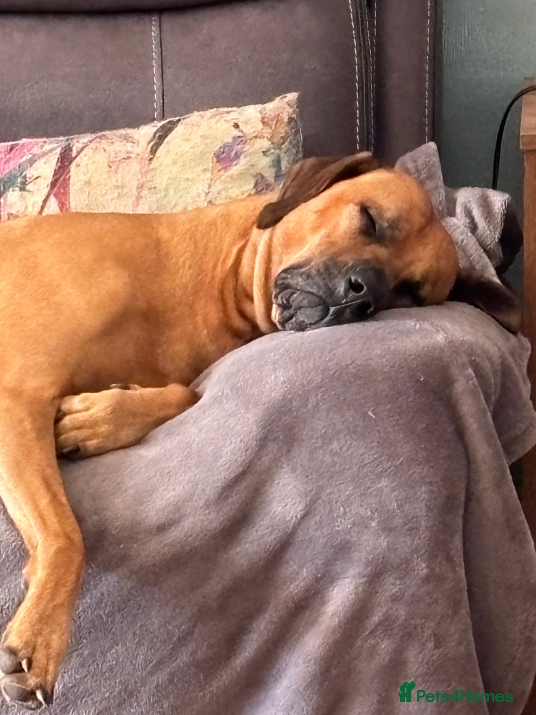 Rhodesian Ridgeback dogs for stud: Rhodesian Ridgeback - Advert 13