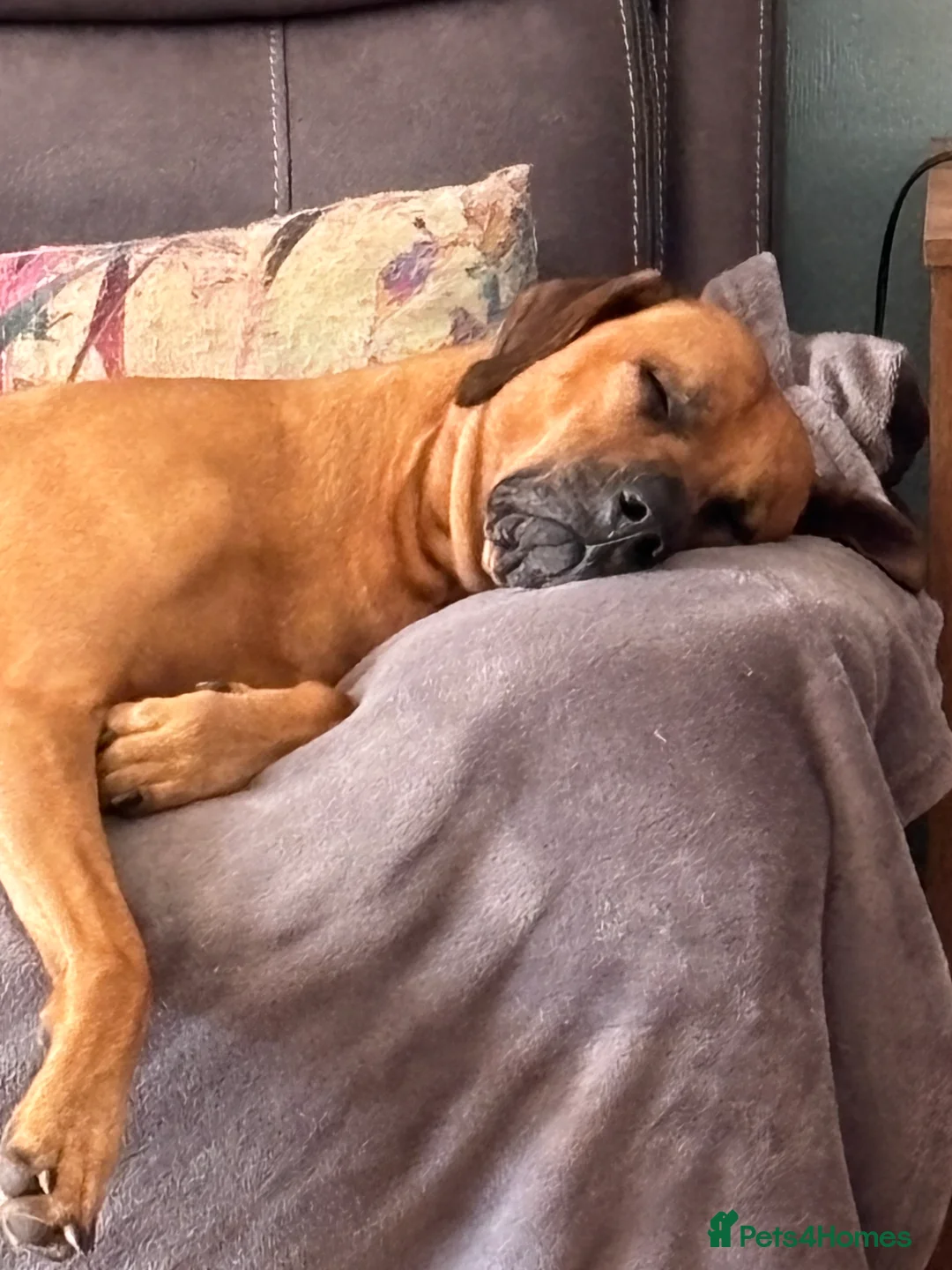 Rhodesian Ridgeback dogs for stud: Rhodesian Ridgeback - Advert 12