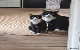 Domestic Shorthair cats for sale: 9 week old kitten - Image 4