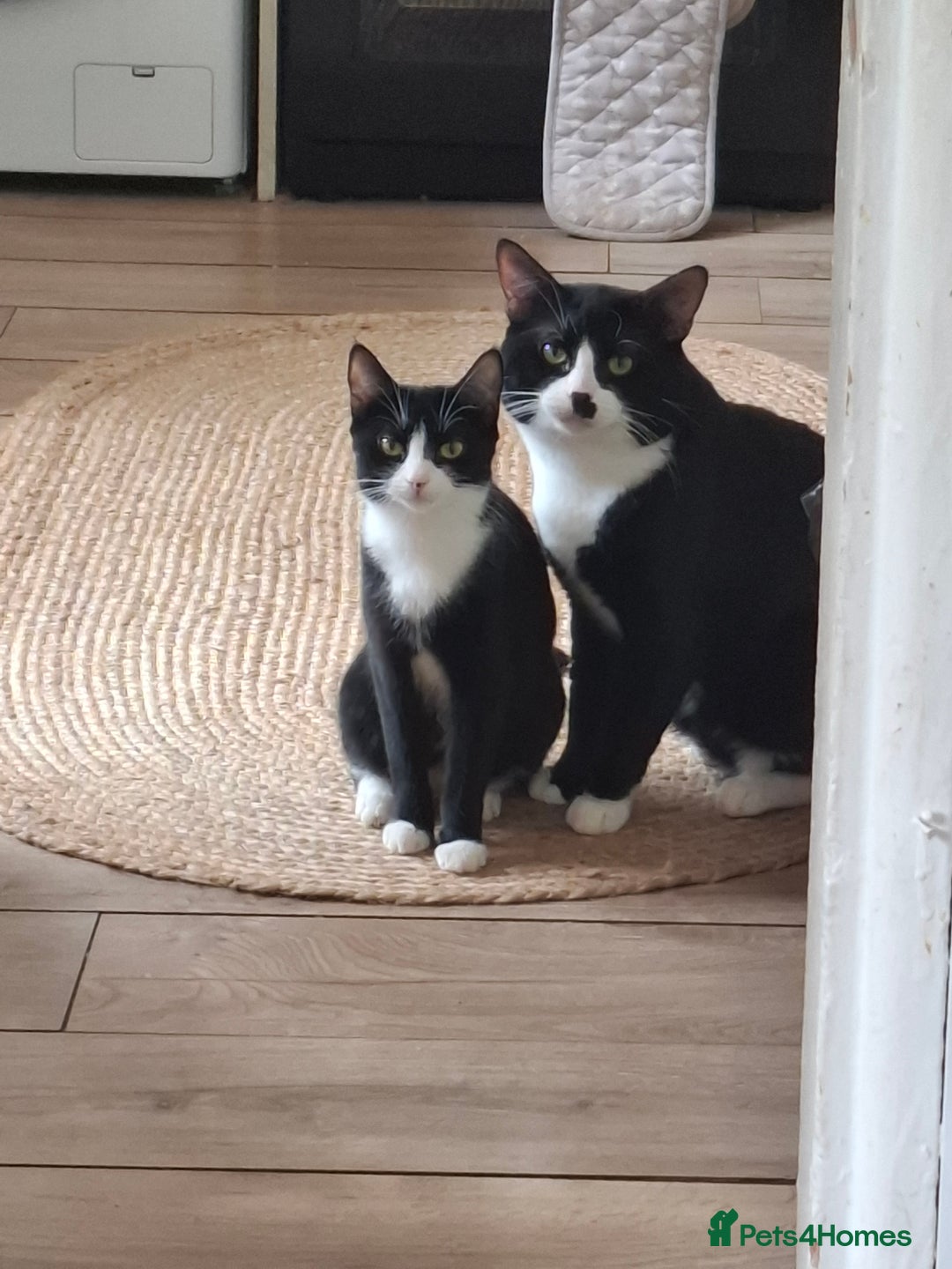 Domestic Shorthair cats for sale: 9 week old kitten - Image 4