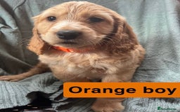 Cocker Spaniel dogs for sale: Cocker spaniel - Image 4