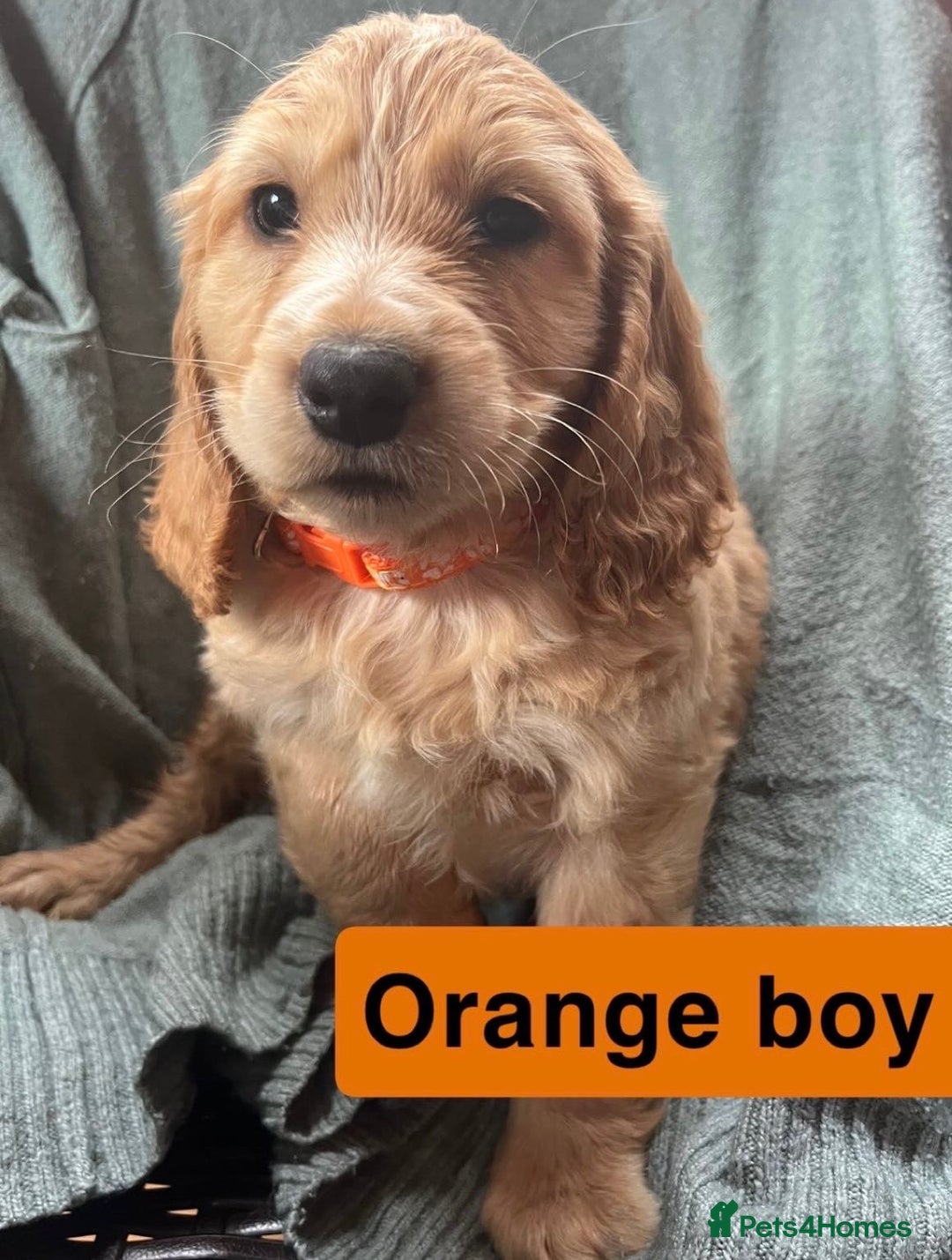 Cocker Spaniel dogs for sale: Cocker spaniel - Image 4