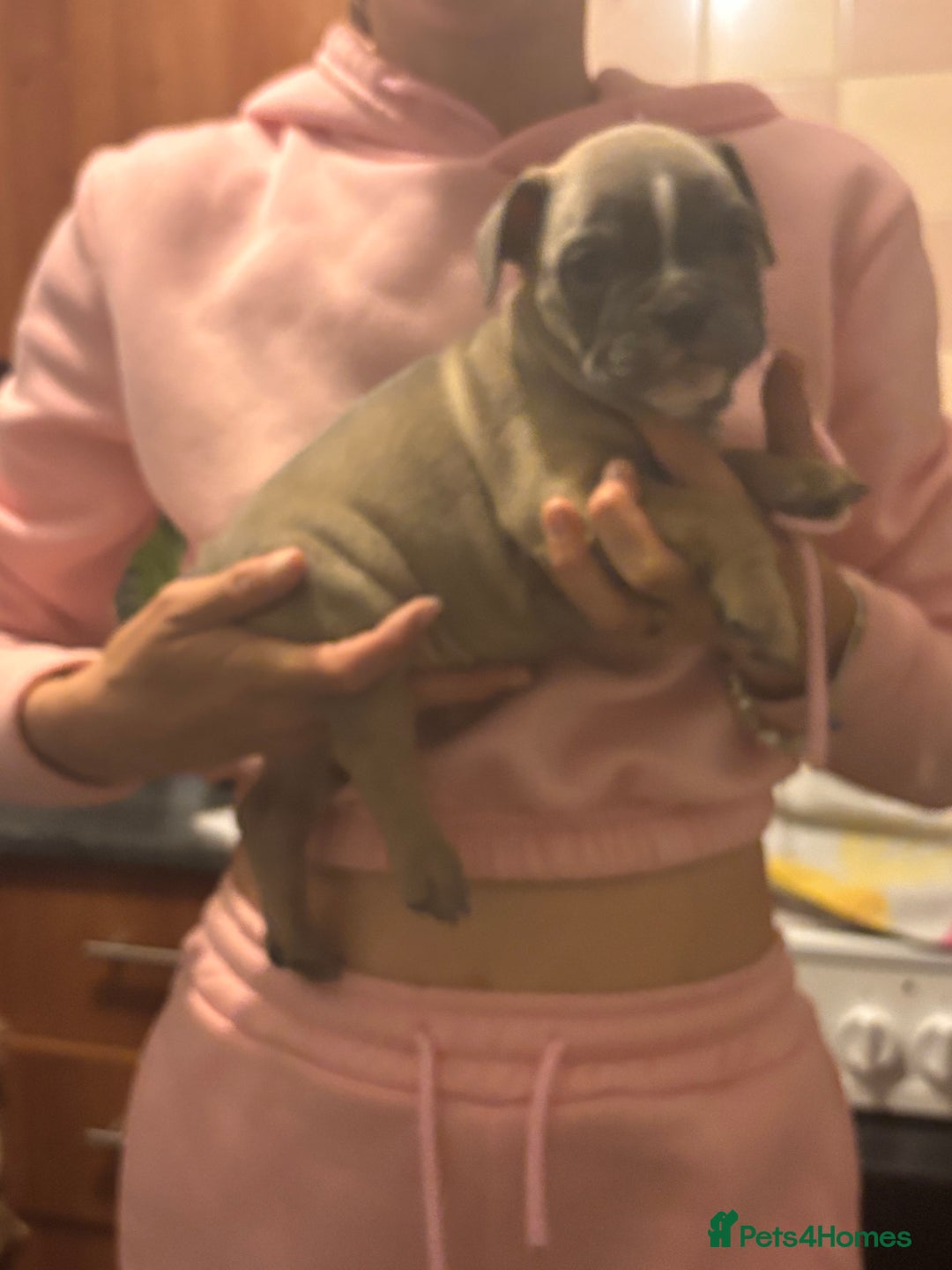 Mixed Breed dogs for sale: French bulldog x British bulldog  - Image 11