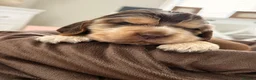 Cocker Spaniel dogs for sale: Show type cocker spaniels  - Advert 40