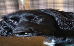 Sprocker dogs for sale: Stephen bray - Image 3