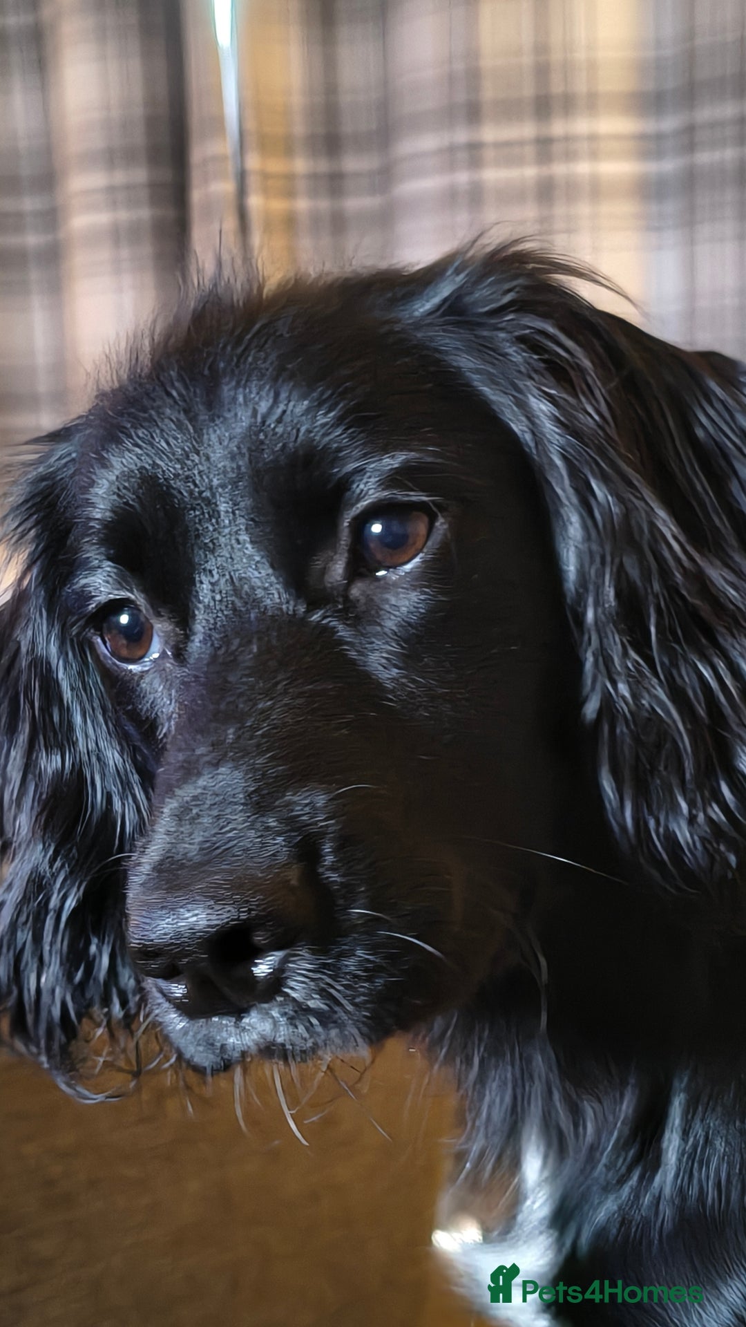 Sprocker dogs for sale: Stephen bray - Image 3