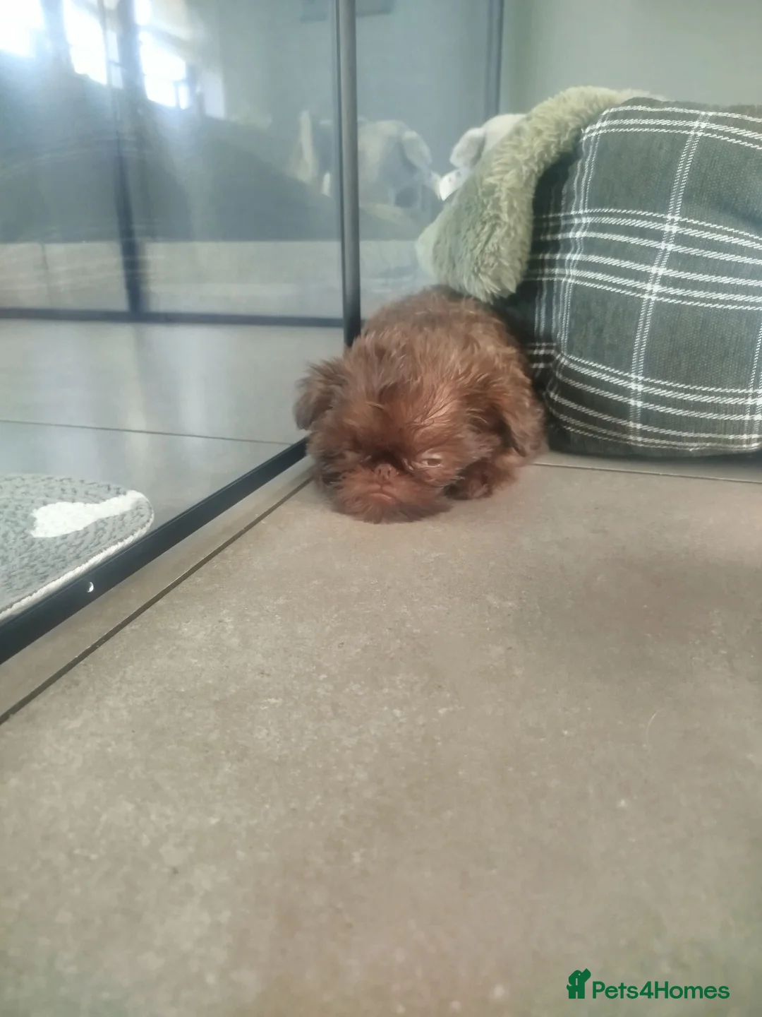 Griffon Bruxellois dogs for sale: Chocolate male - Advert 37