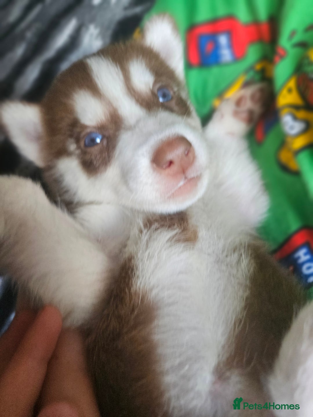 Siberian Husky dogs for sale: Gorgeous Litter of Husky Puppies - Image 7