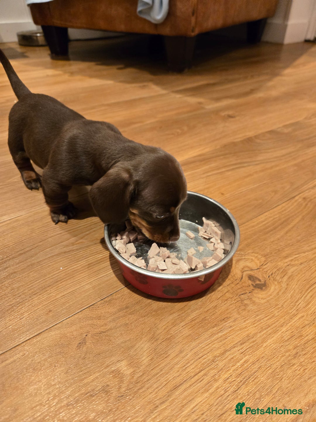 Dachshund dogs for sale: Forever homes required - Advert 3