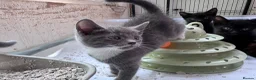 Mixed Breed cats for sale: Gorgeous Boys Looking For Their Forever Home - Advert 3