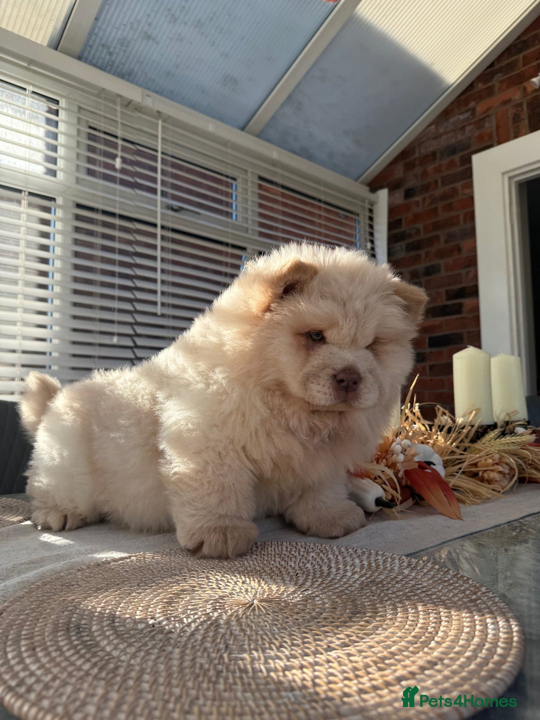 Chow Chow dogs for sale: 🧸Chow Chow Puppy Last of a World-Class Litter! 🐾 - Image 2