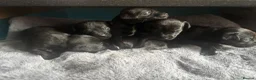 Patterdale Terrier dogs for sale: Patterdale terrier puppies  - Advert 8
