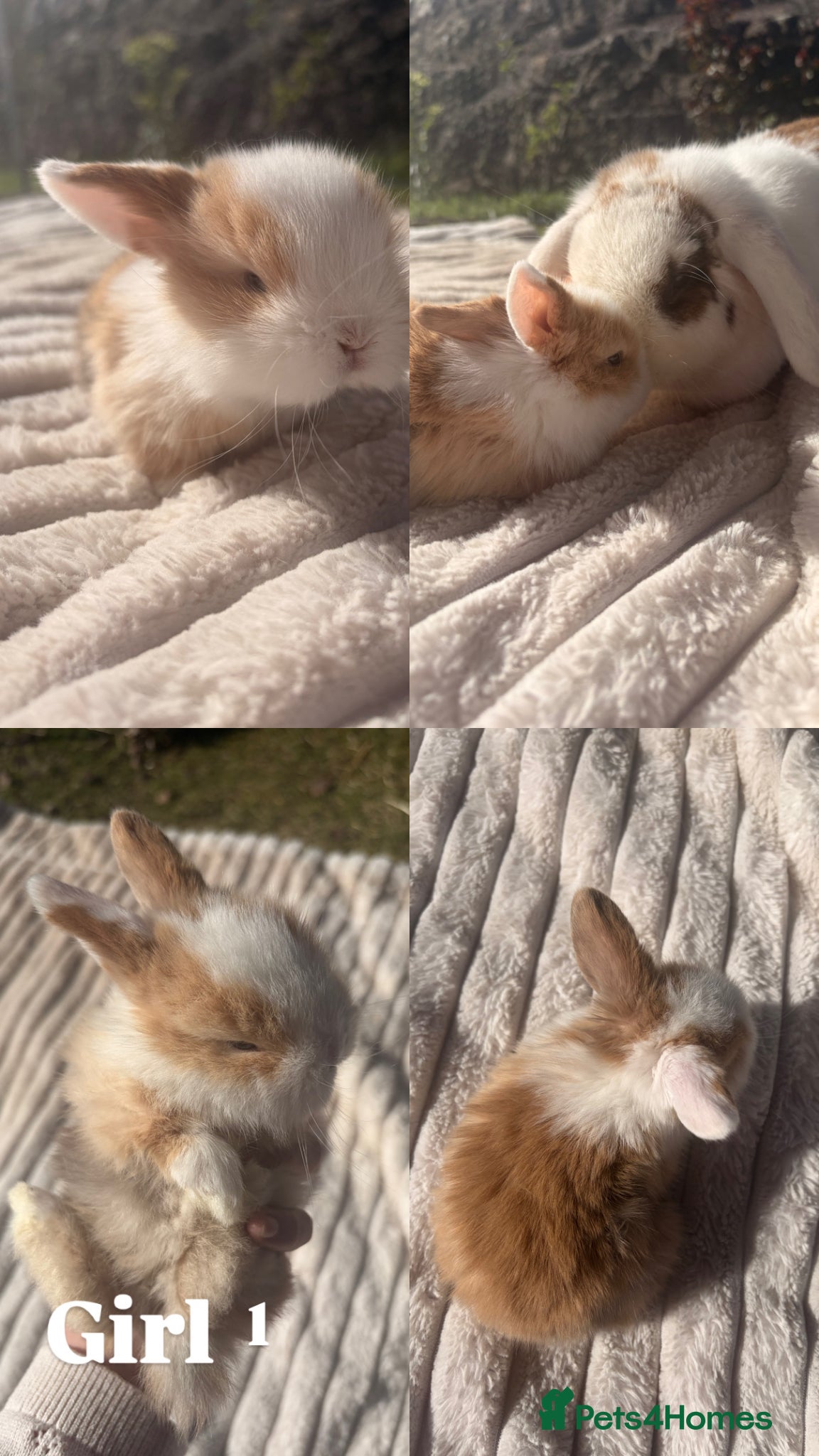 Mini Lop rabbits Mini lops mixed litter  - Advert 1