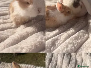 Mini Lop rabbits Mini lops mixed litter - Advert 1