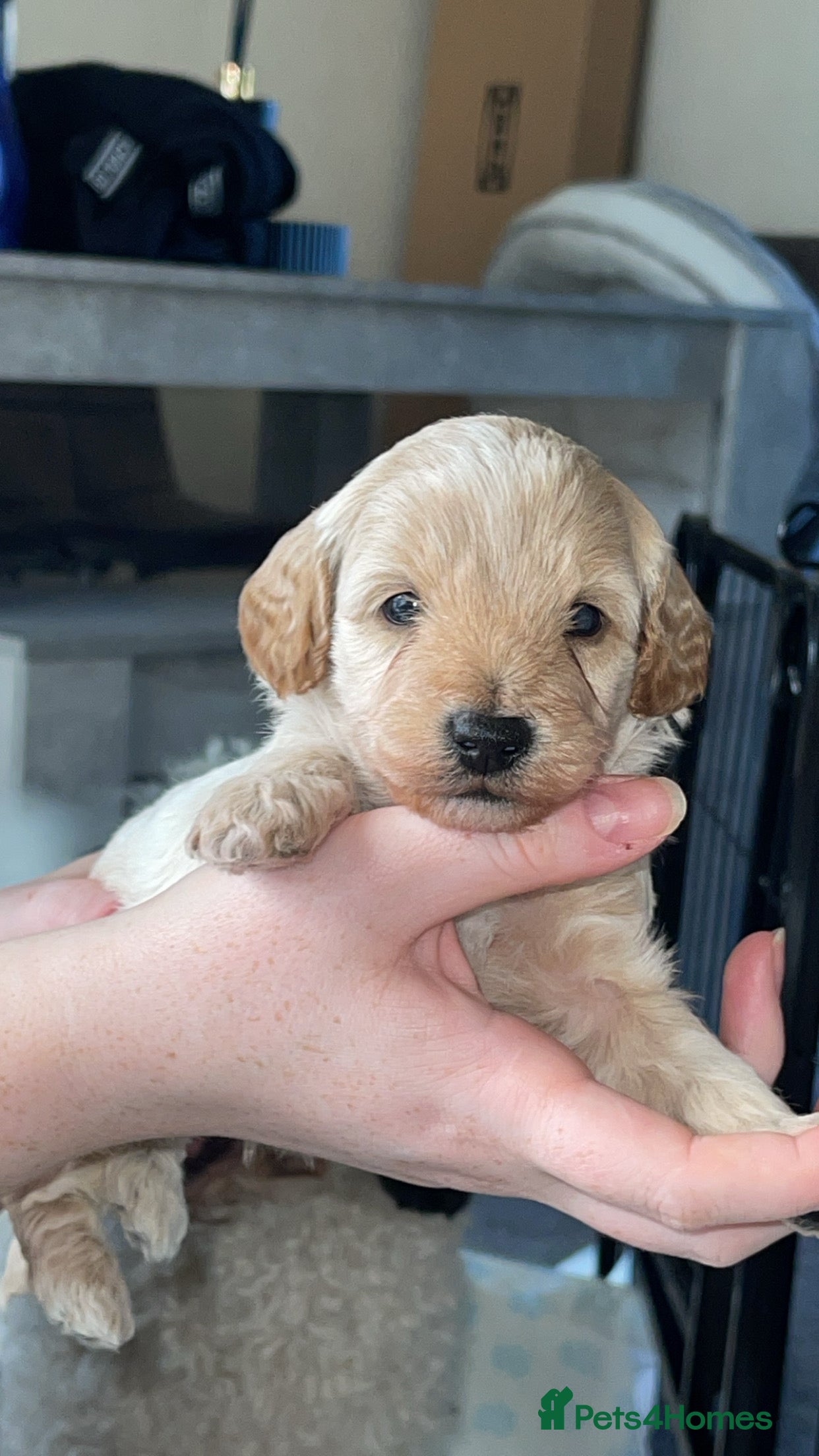 Mixed Breed dogs Beautiful Cavapoochon x cockapoo Puppies  - Advert 2