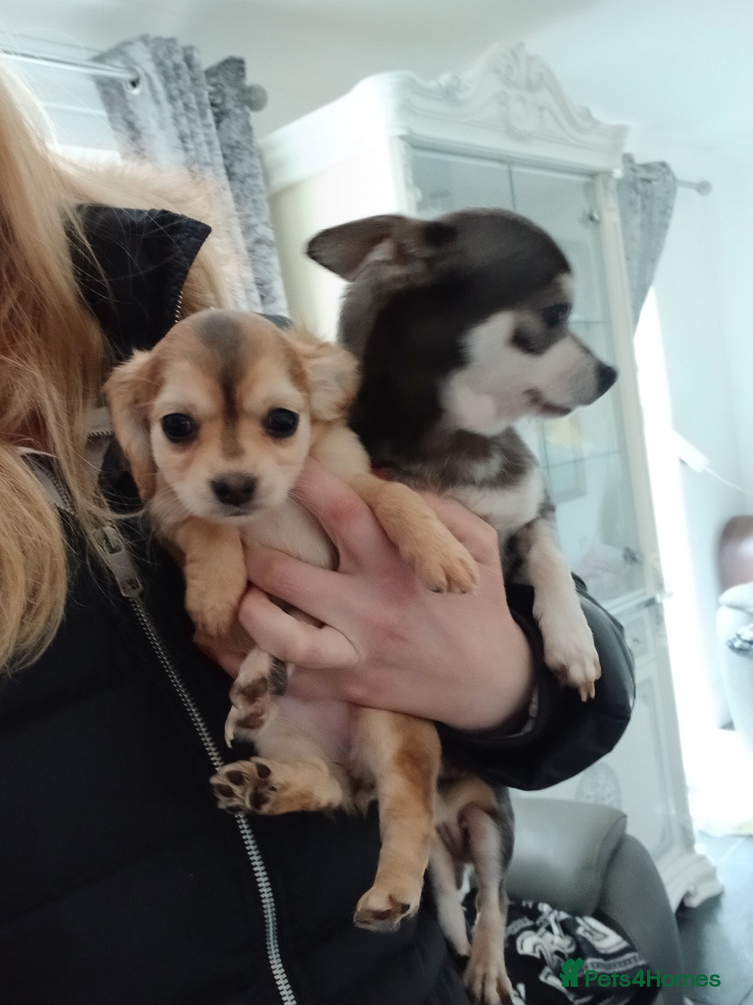 Mixed Breed dogs 3 female puppies Chihuahua x cocker - Advert 2