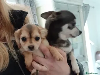 Mixed Breed dogs 3 female puppies Chihuahua x cocker - Advert 2