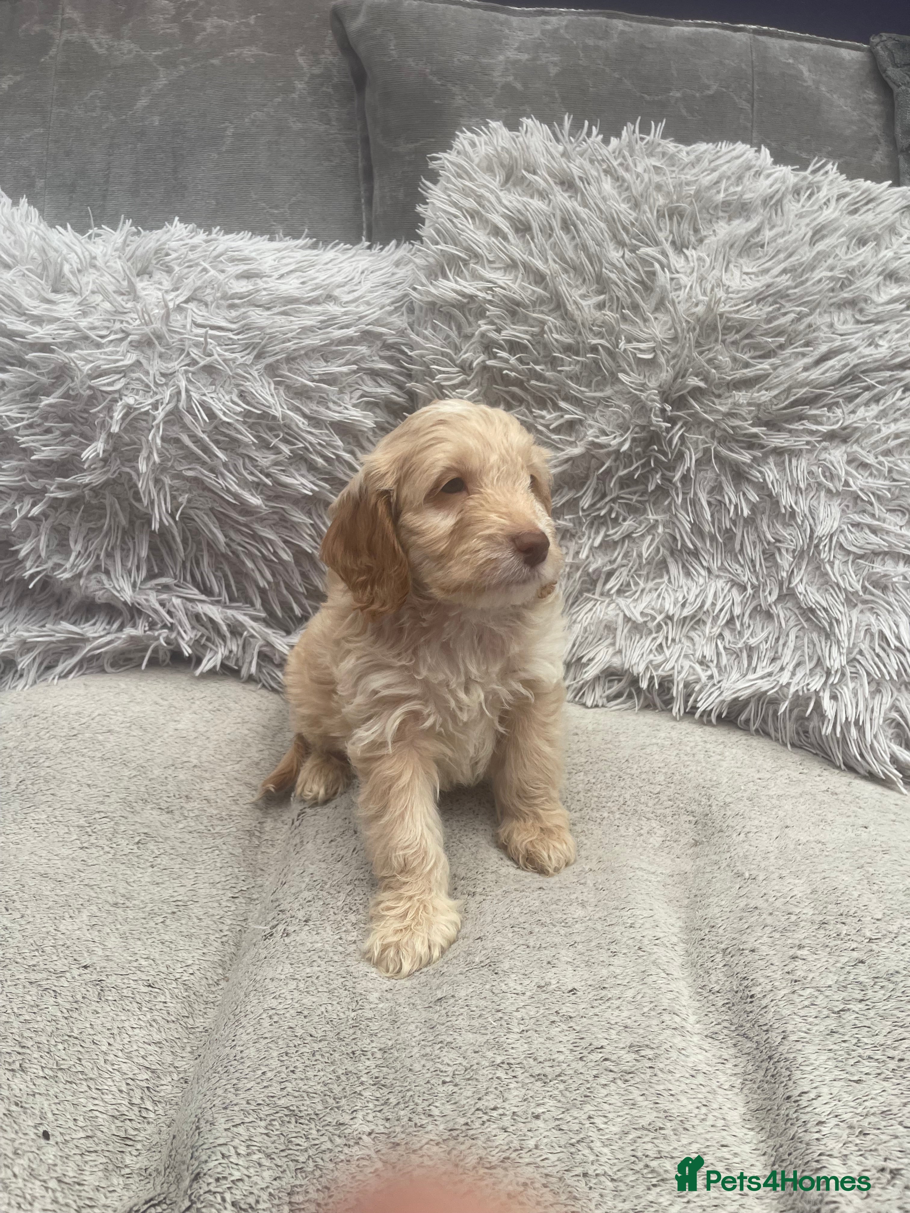 Cockapoo dogs f1 stunning miniature dna cockerpoo  - Advert 9