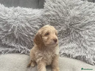 Cockapoo dogs f1 stunning miniature dna cockerpoo - Advert 9