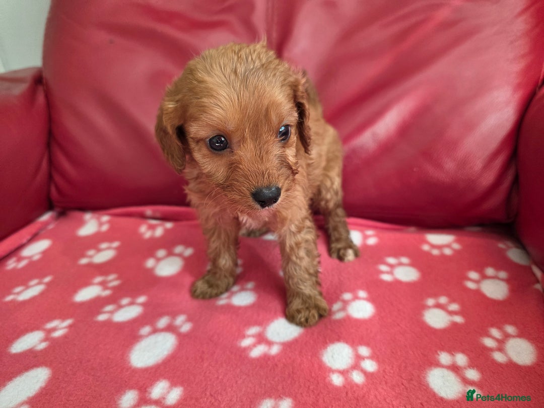 Cavapoo dogs for sale: F1 cavapoos  - Image 5