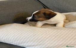 Jack Russell dogs for sale: Stunning Jack Russell Puppies - Advert 12