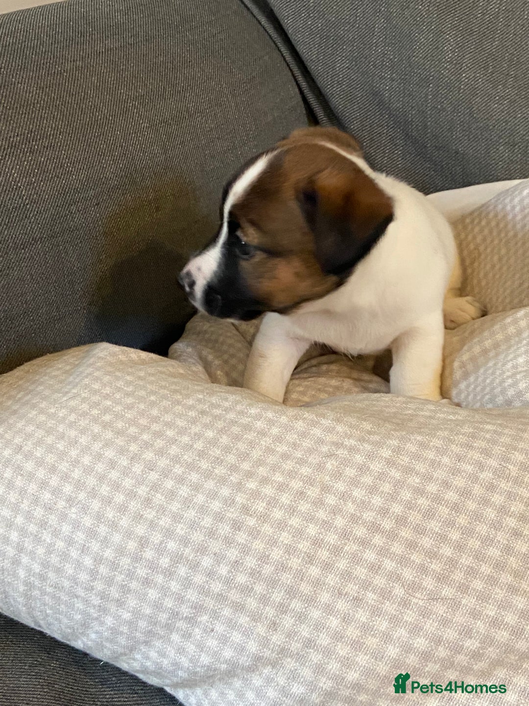 Jack Russell dogs for sale: Stunning Jack Russell Puppies - Advert 12