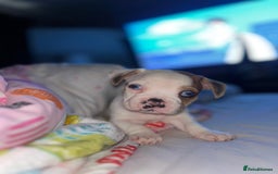 Mixed Breed dogs for sale: BLUE EYE FRUG/ JUG PUPPIES  - Image 2