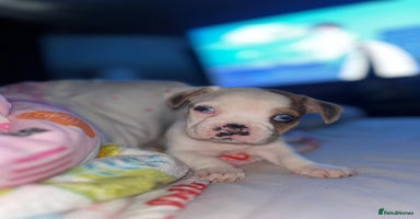 Mixed Breed dogs - Advert 10