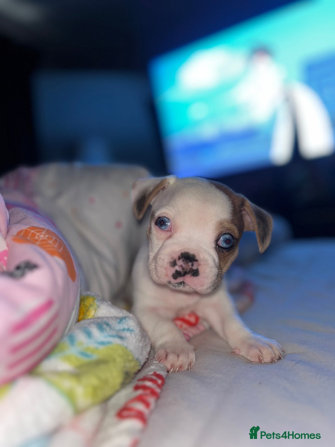 Mixed Breed dogs for sale: BLUE EYE FRUG/ JUG PUPPIES  - Image 2