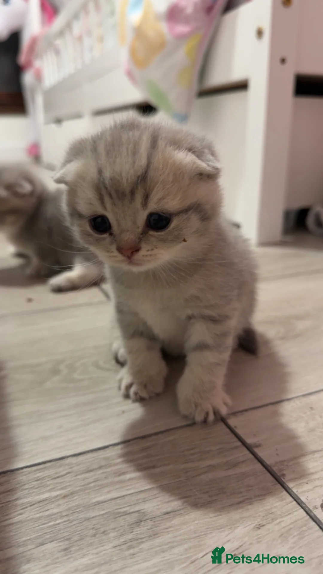 Scottish Fold cats for sale: Scottish fold/straight in Dingwall - Advert 3