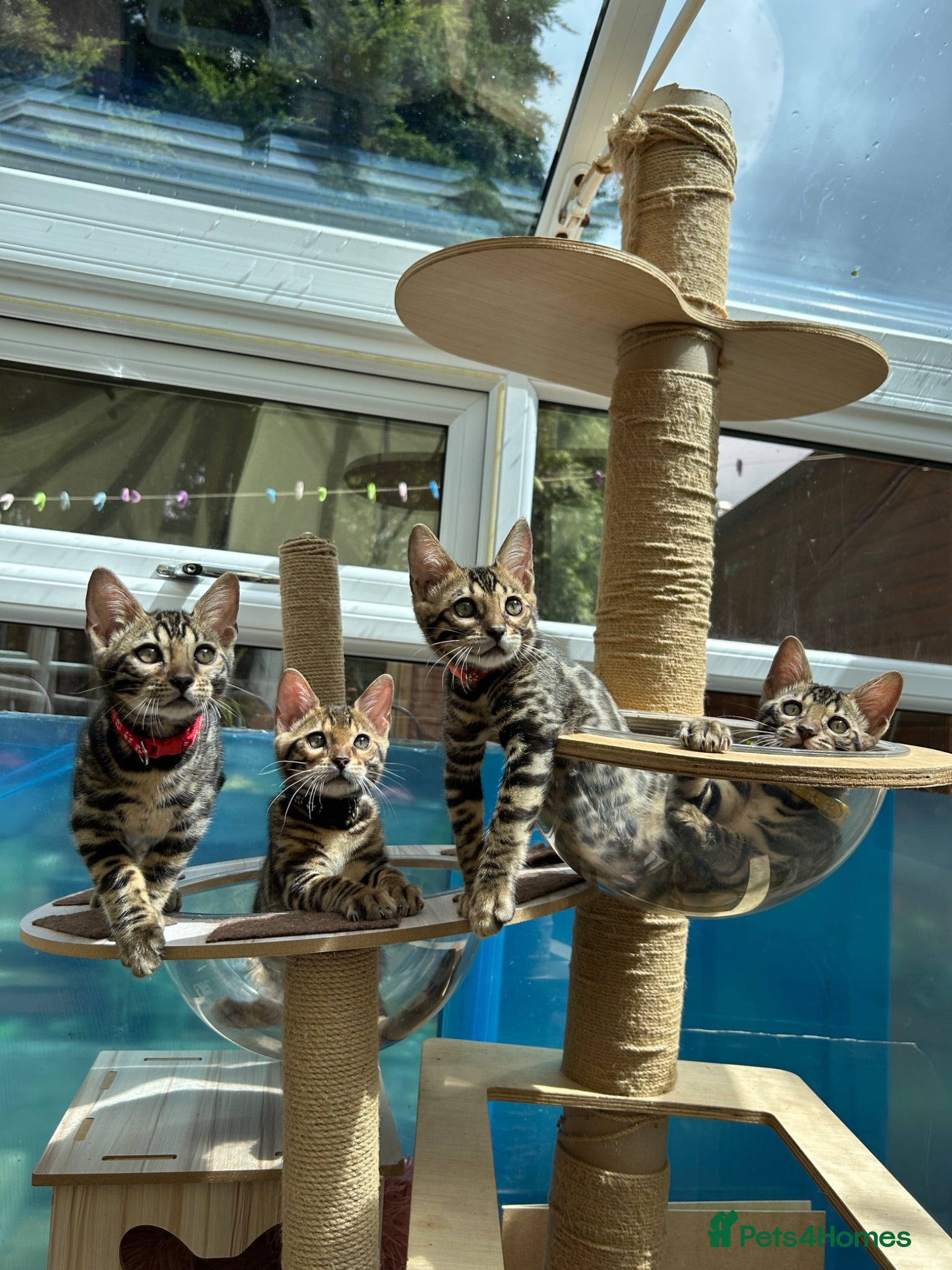 Bengal cats ❤️ Gorgeous Pure Bengal Babies! ❤️ - Advert 4