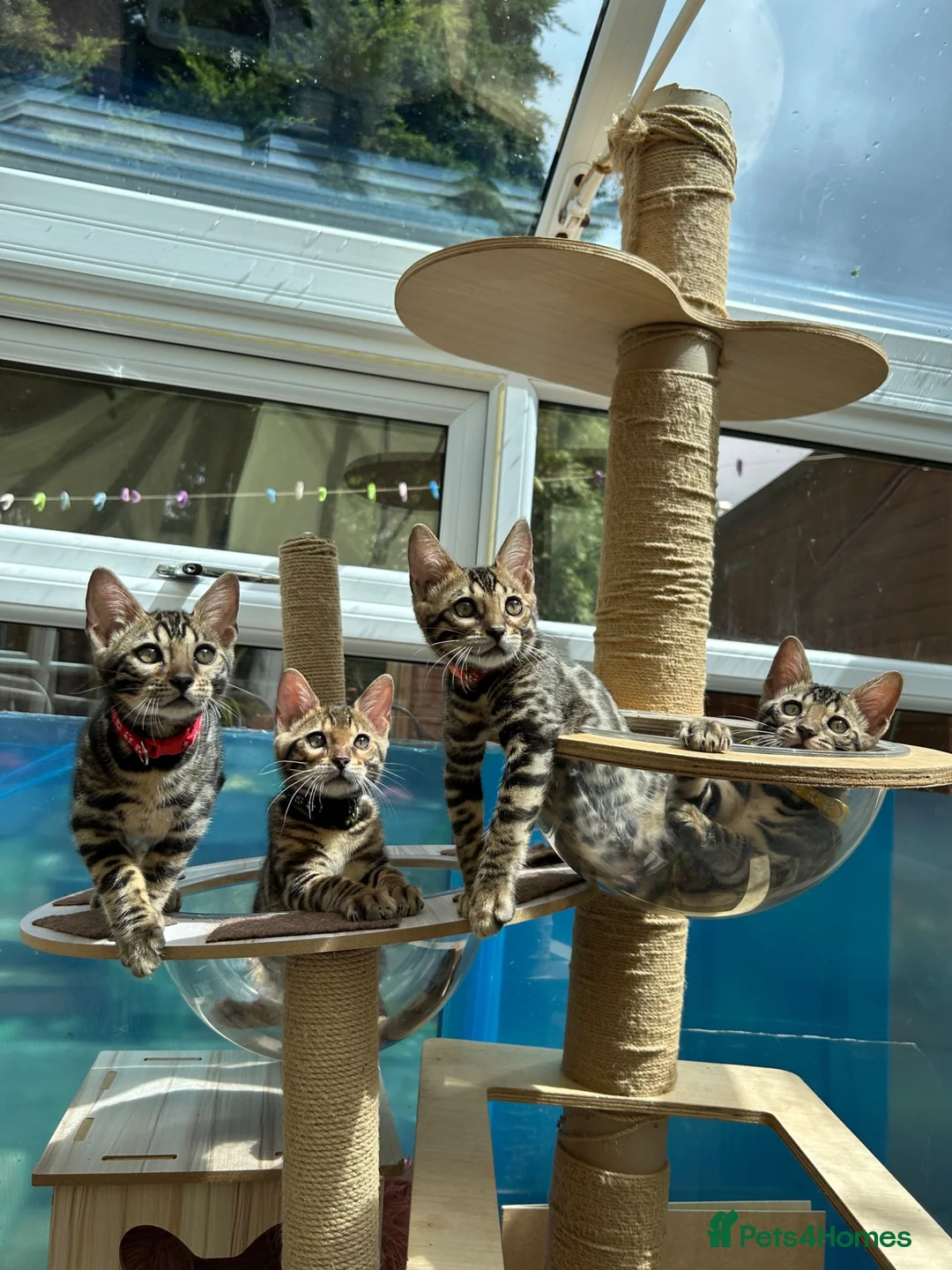 Bengal cats for sale: ❤️ Gorgeous Pure Bengal Babies! ❤️ - Advert 1
