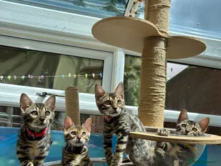 Bengal cats ❤️ Gorgeous Pure Bengal Babies! ❤️ - Advert 4