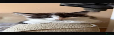 Long hair kitten