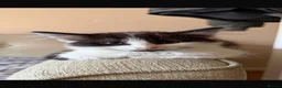 Mixed Breed cats for sale: Calico mixed ragdoll kittens for sale  - Advert 5