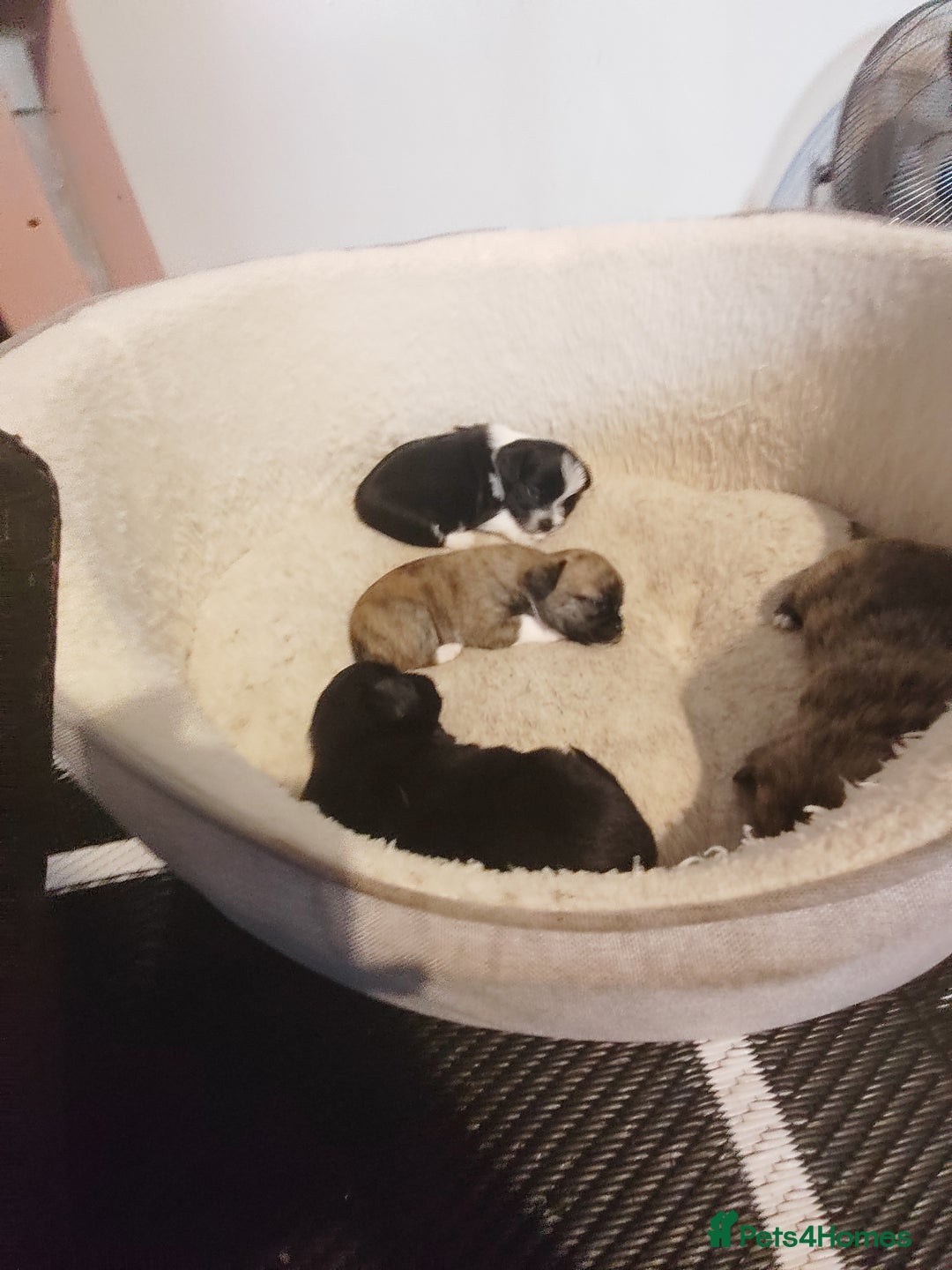 Mixed Breed dogs for sale: Beautiful chorkie mix pups  - Image 5
