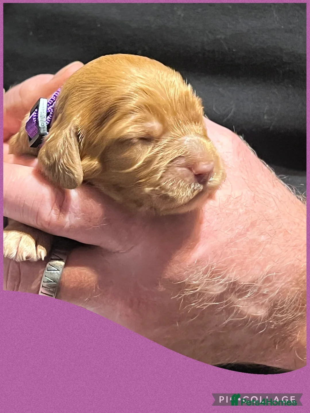 Cockapoo dogs for sale: Beautiful F1 Cockapoos DNA health tested parents.  - Advert 17