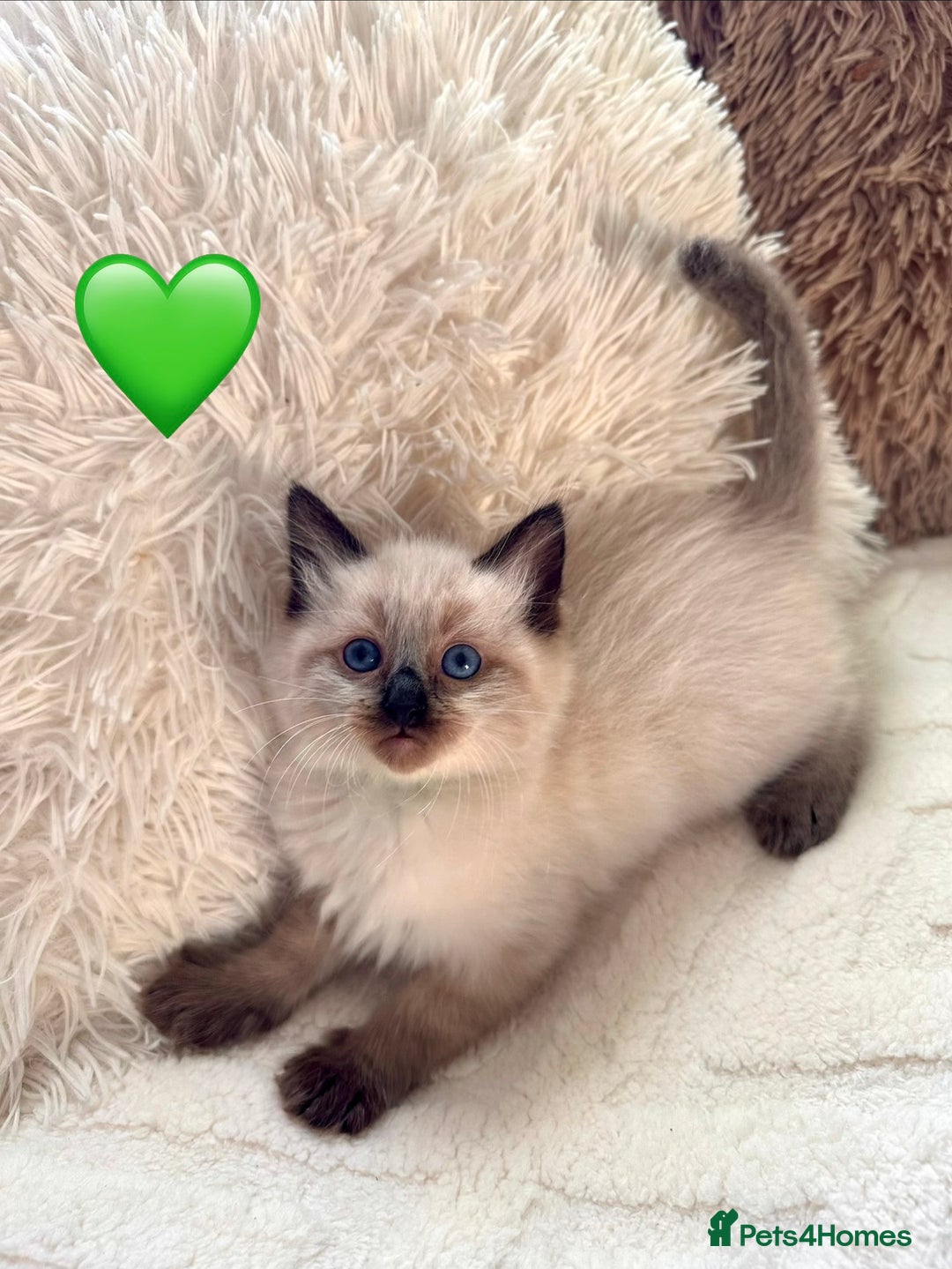 Ragdoll cats for sale: 🩷🌸7 weeks🌸6 Purebred Ragdoll🌸🩷 - Advert 14