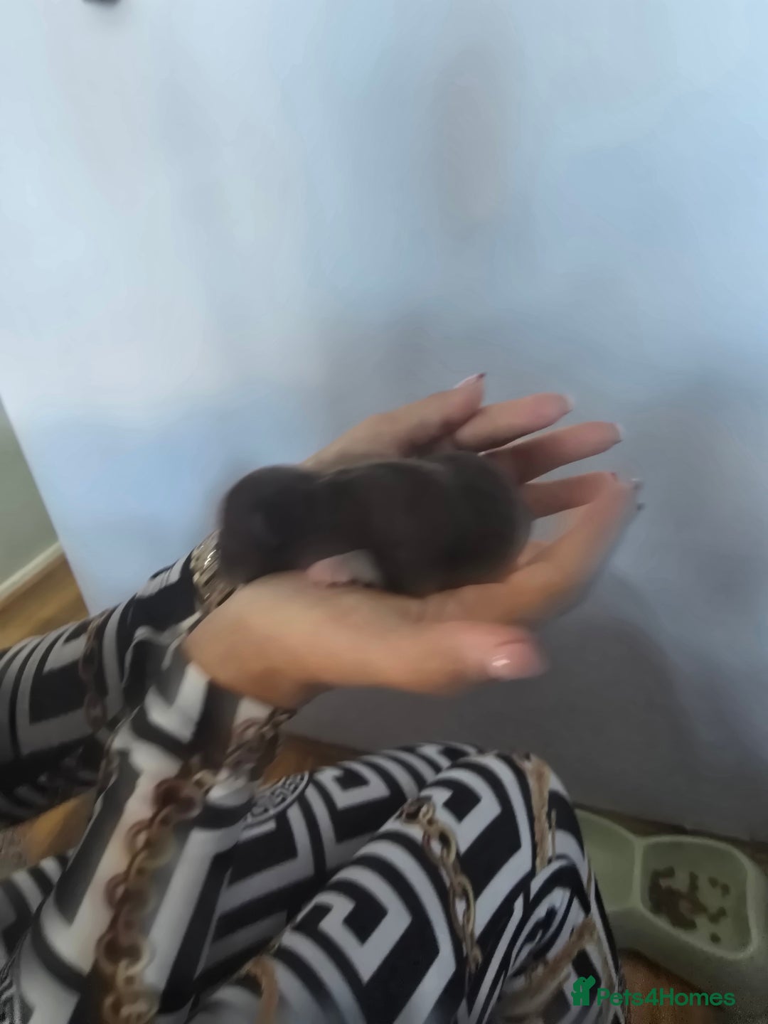 Chihuahua dogs for sale: Cup Chihuahua mini - Image 18