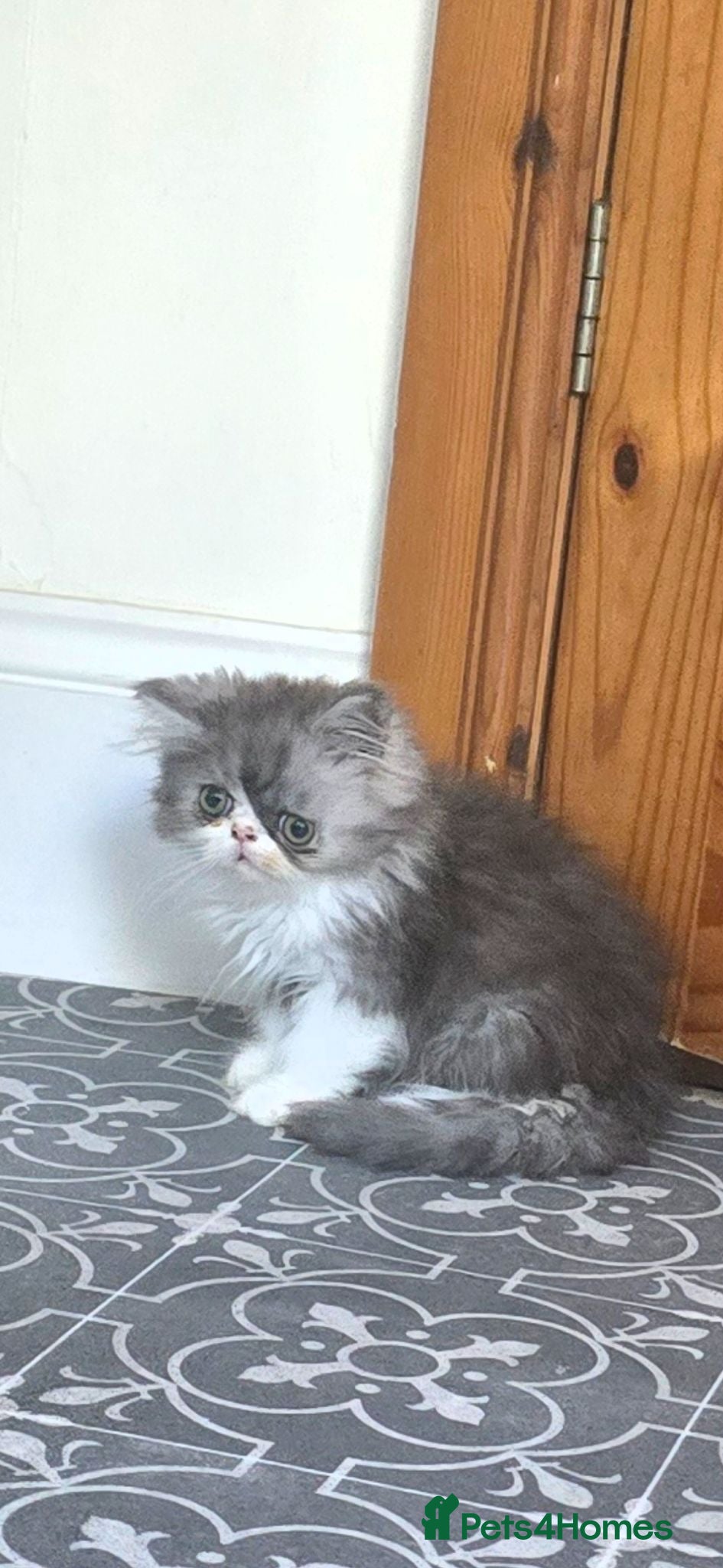 Persian cats ❤️‍🔥💜  **  PERSIAN KITTENS ❤️‍🔥💜 - Advert 1