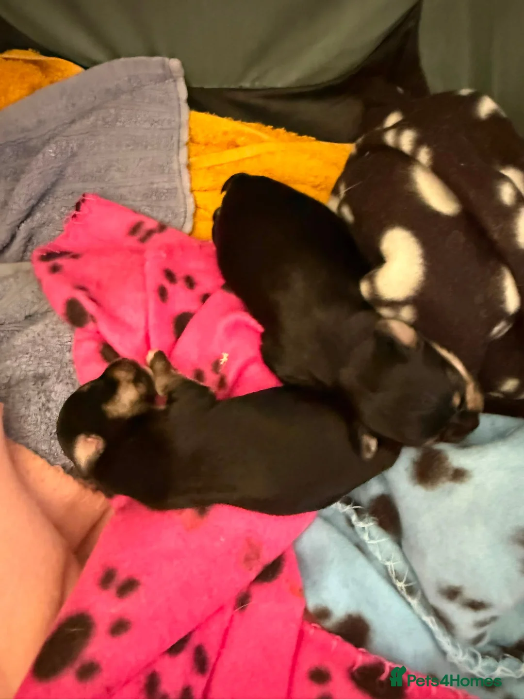 Morkie dogs for sale: Three gorgeous Morkie boys looking for loving home in Stafford - Advert 4