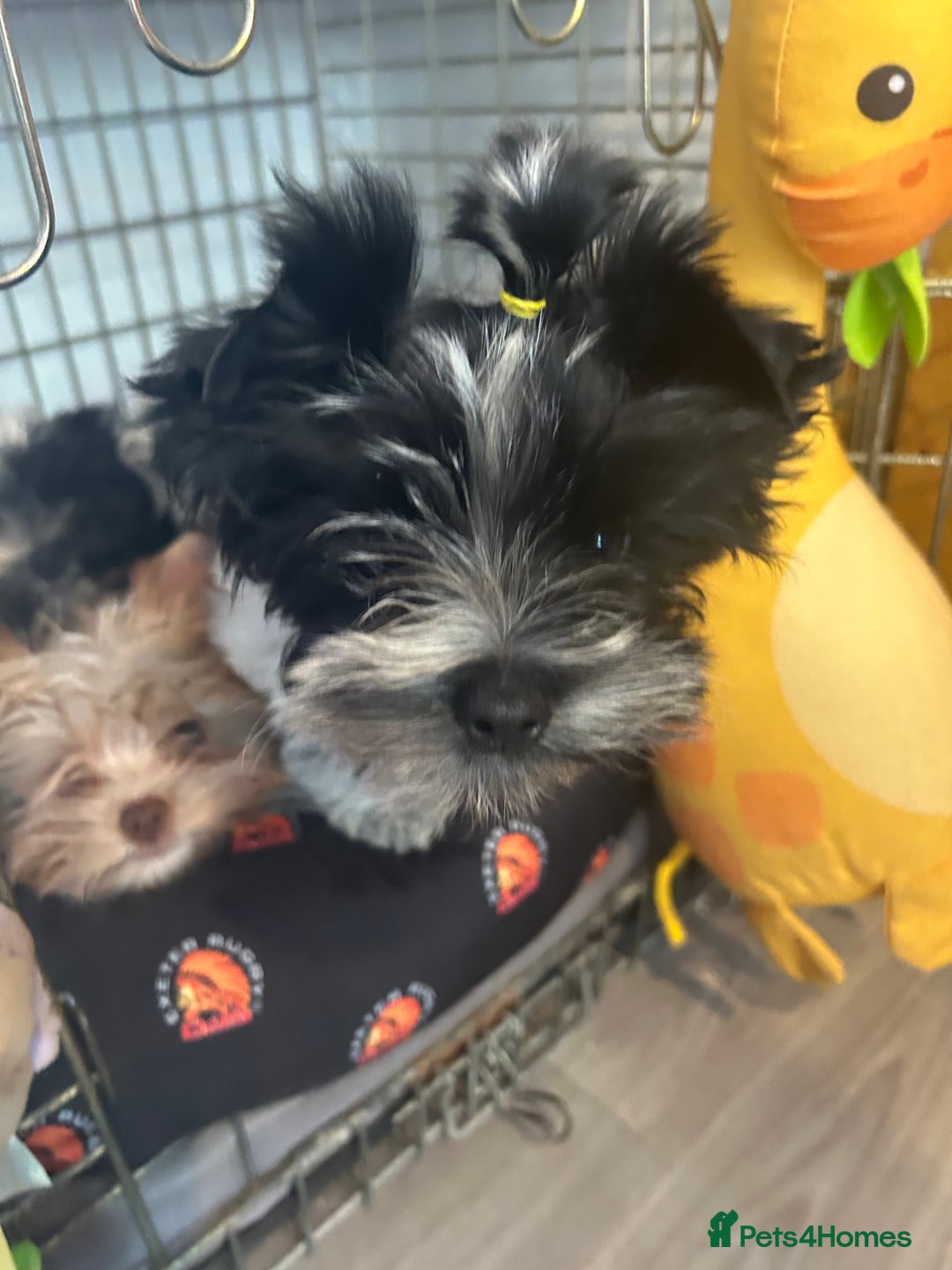Mixed Breed dogs for sale: Biewer Terrier 2 boys , parents DNA tested. - Image 5