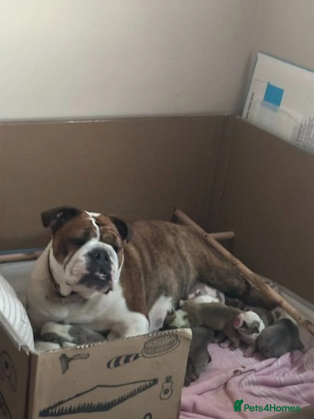 English Bulldog dogs for sale: STUNNING ENGLISH BULLDOG PUPPIES  - Advert 1
