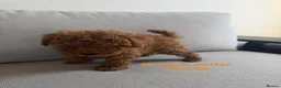 Toy Poodle dogs for sale: ALL energy poodle toy - Advert 9