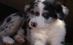 Border Collie dogs for sale: Red, and blue merle, tri, b/w collies farm reared - Image 5