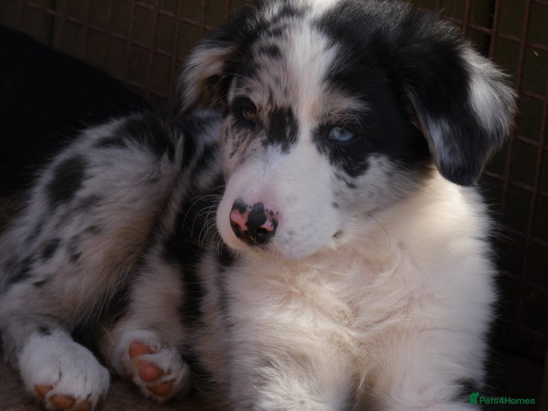 Border Collie dogs for sale: Red, and blue merle, tri, b/w collies farm reared - Image 5