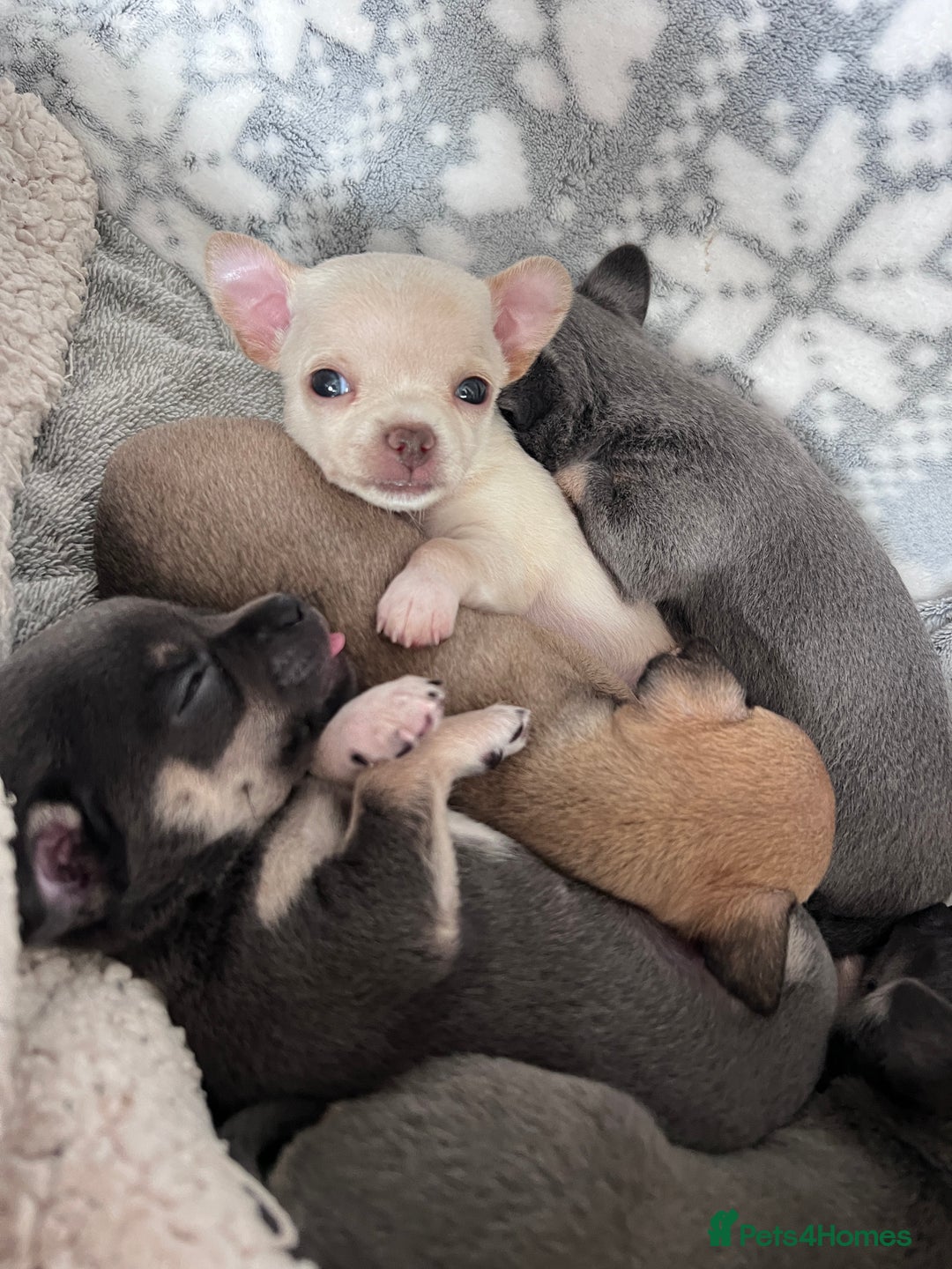 Chihuahua dogs for sale: Adorable apple head short coat chihuahua puppies.  - Image 6