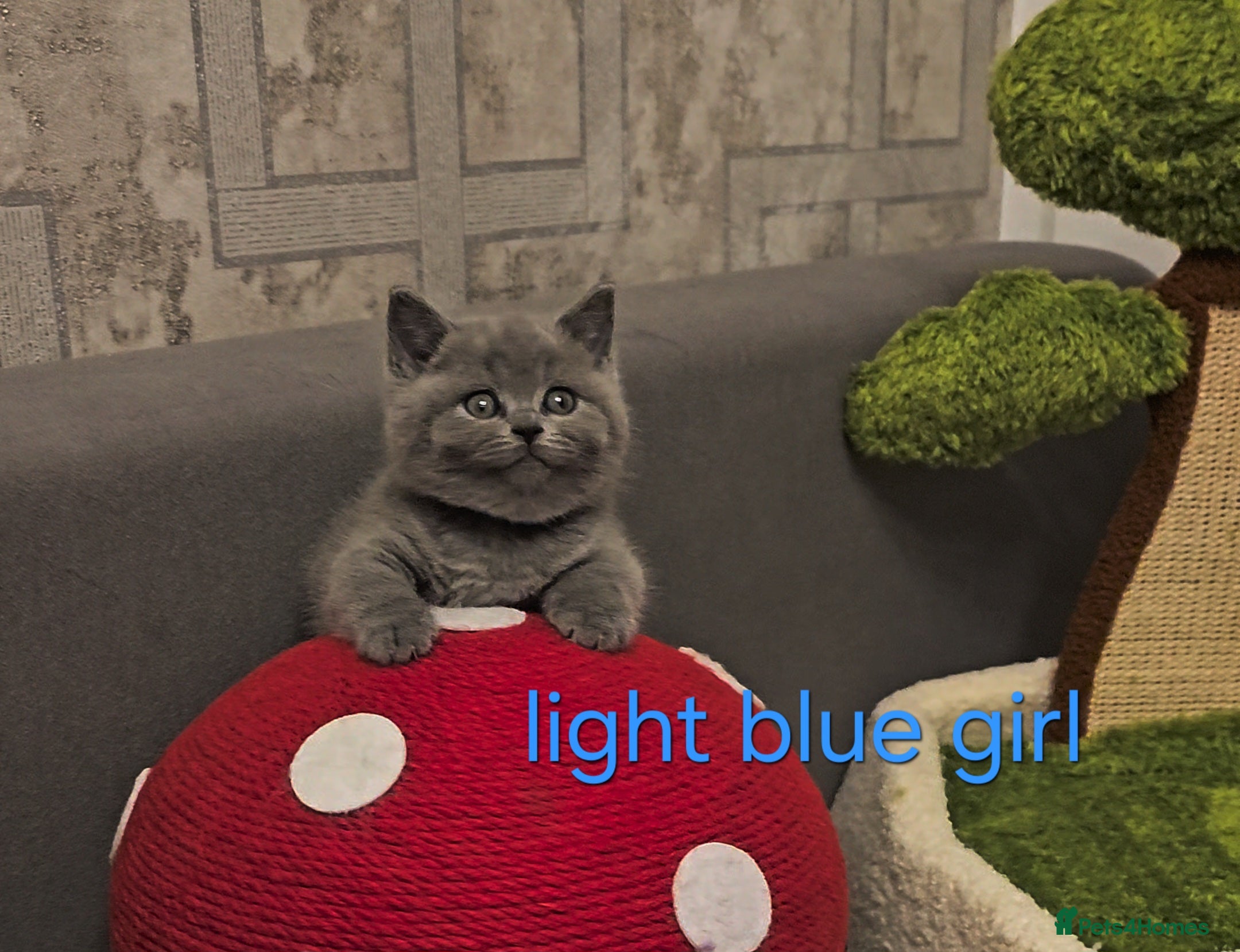 British Shorthair cats British Shorthair kitten's, GCCF pedigree - Advert 6