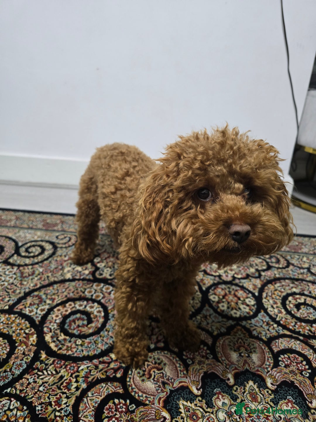 Toy Poodle dogs for stud: Toffee is a purebred red Toy Poodle  - Advert 1
