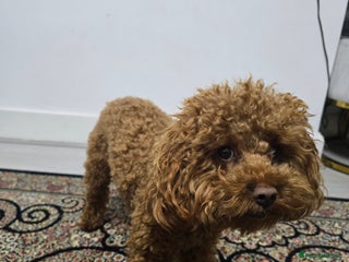 Toy Poodle dogs Toffee is a purebred red Toy Poodle - Advert 1